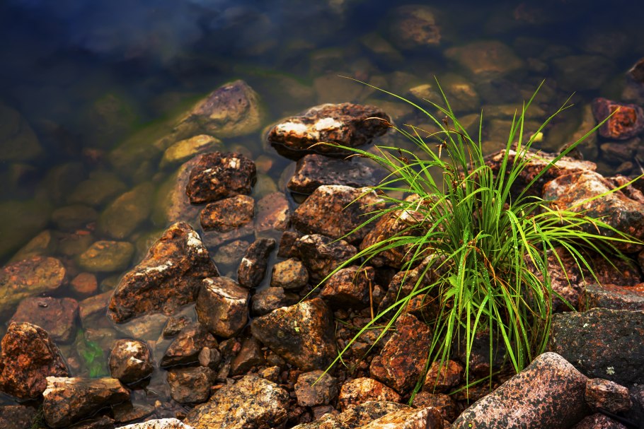 Пруд с камнями и водорослями