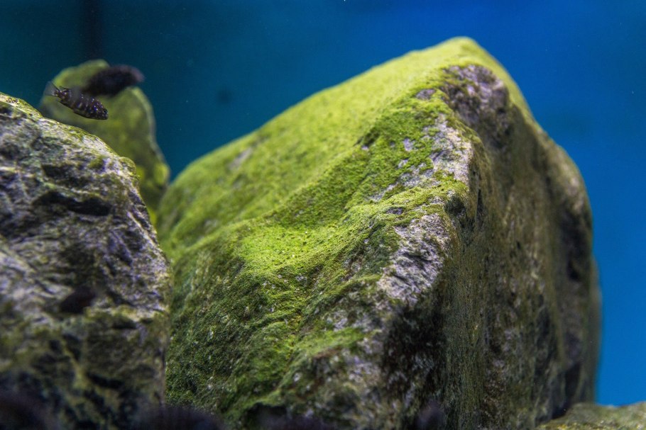 Аэрофильные водоросли