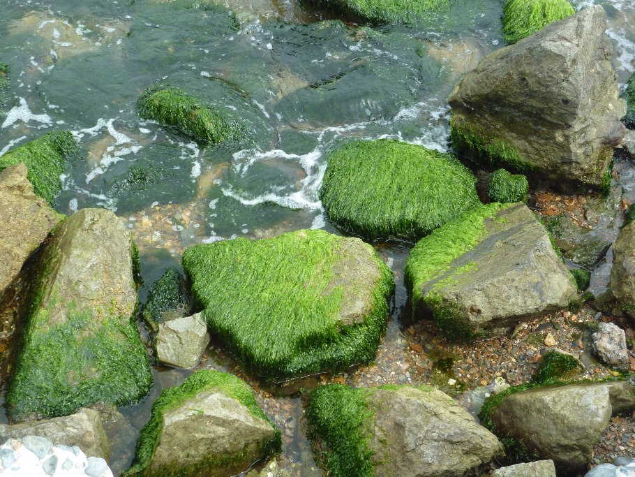 Аэрофильные водоросли