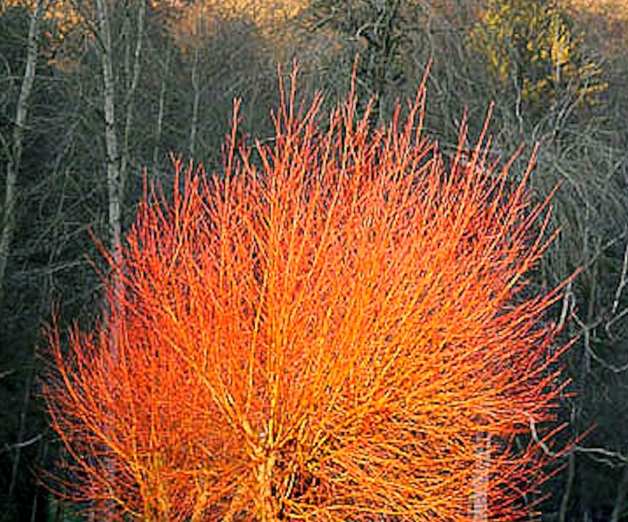 Salix Alba vitellina