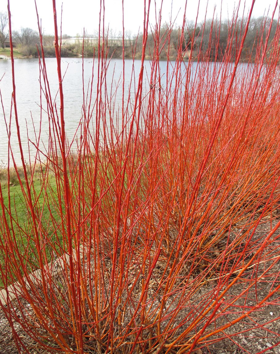 Salix 'Flame'