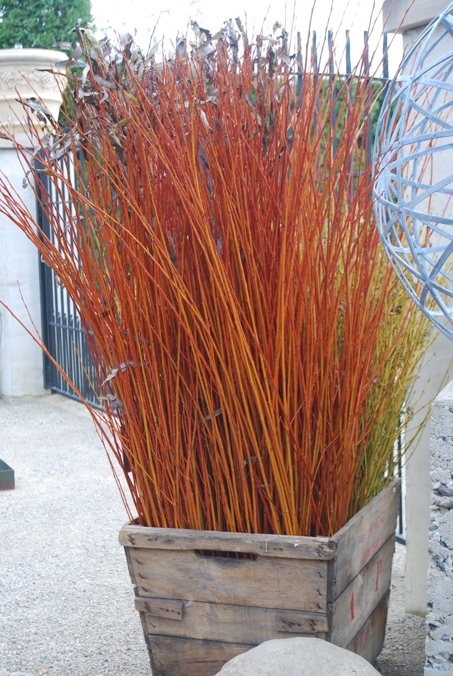 Salix Alba 'Golden Ness'