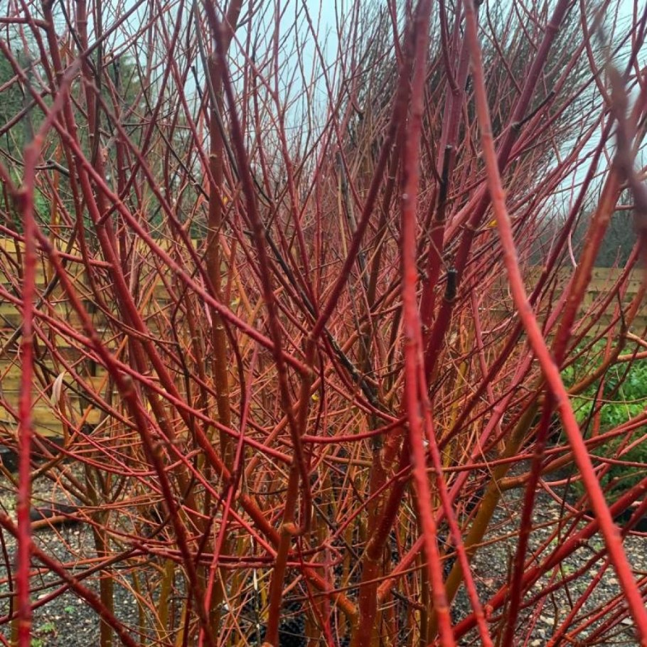 Ива "Флейм" (Salix 'Flame')