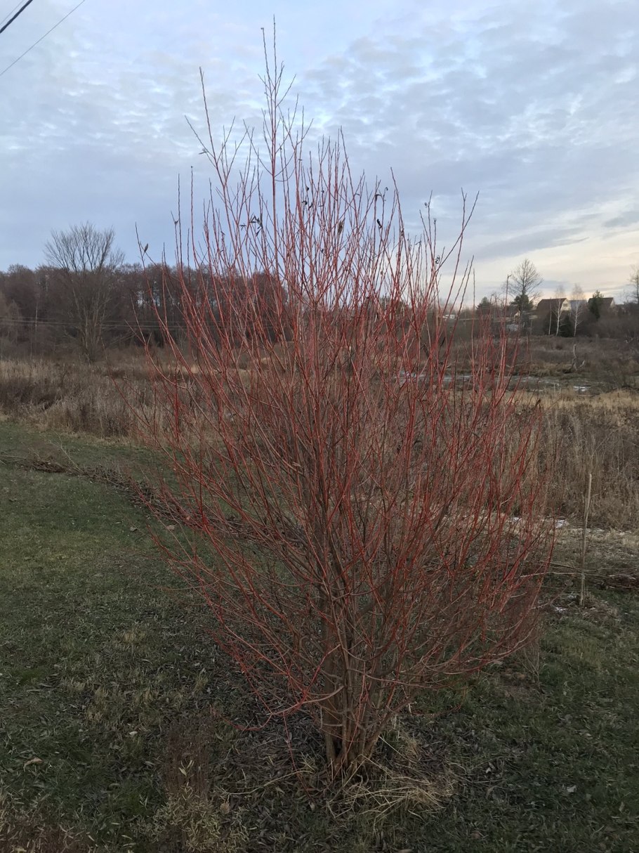Ива "Flame" Salix "Flame