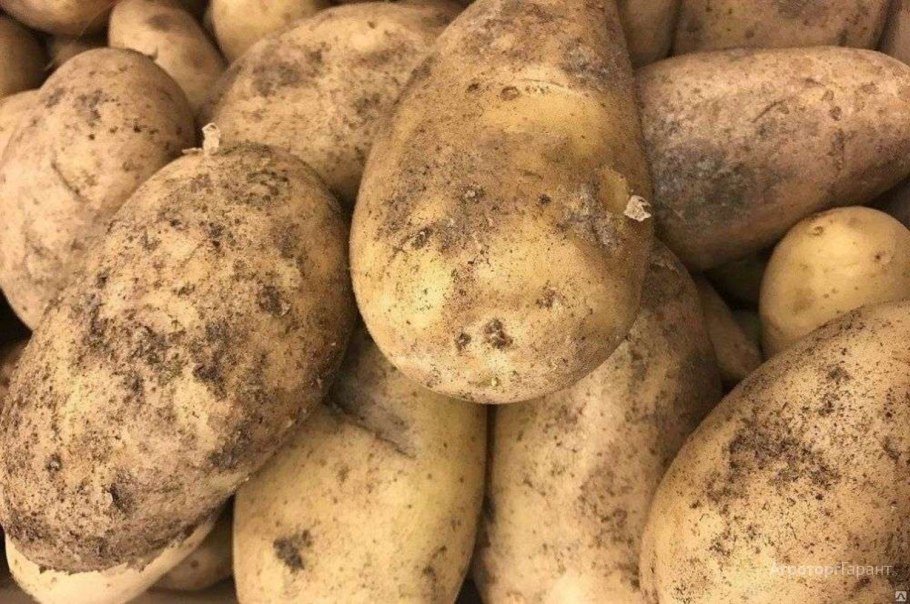 Картофель Гала