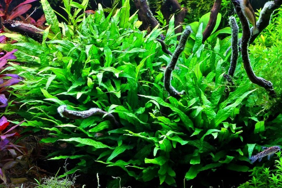 Папоротник таиландский (Microsorum Pteropus)