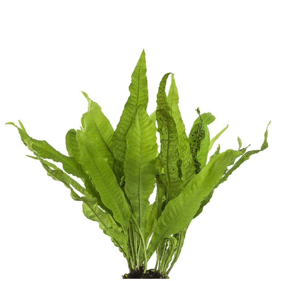 Папоротник таиландский (Microsorum Pteropus)