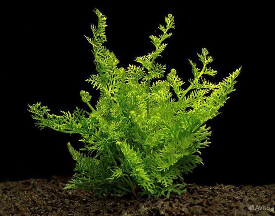 Папоротник таиландский (Microsorum Pteropus)