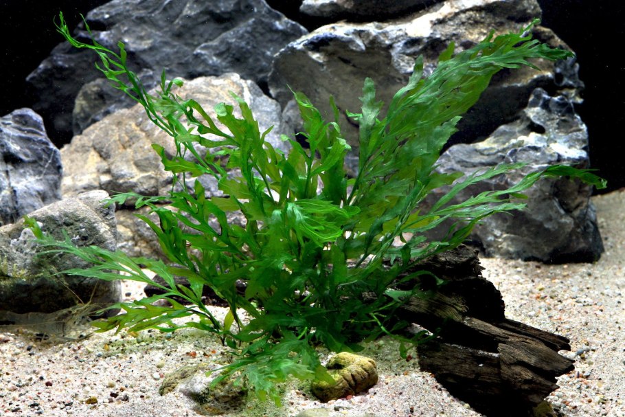 Ceratopteris thalictroides папоротник индийский