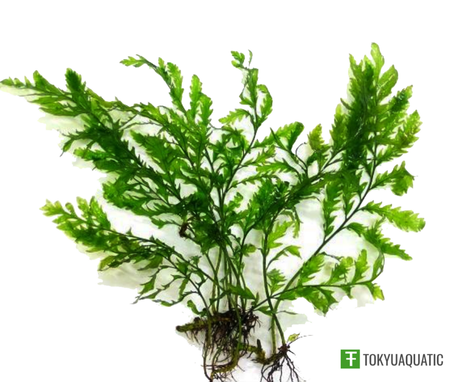 Ceratopteris thalictroides папоротник индийский