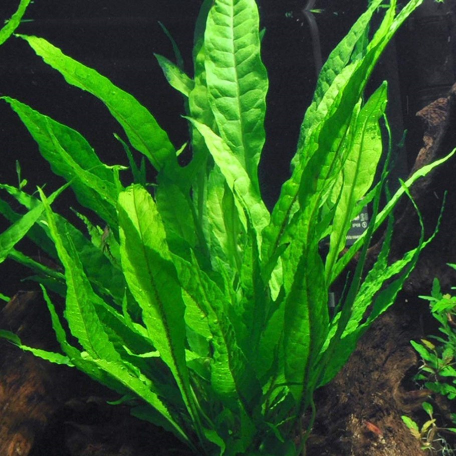 Ceratopteris thalictroides папоротник индийский