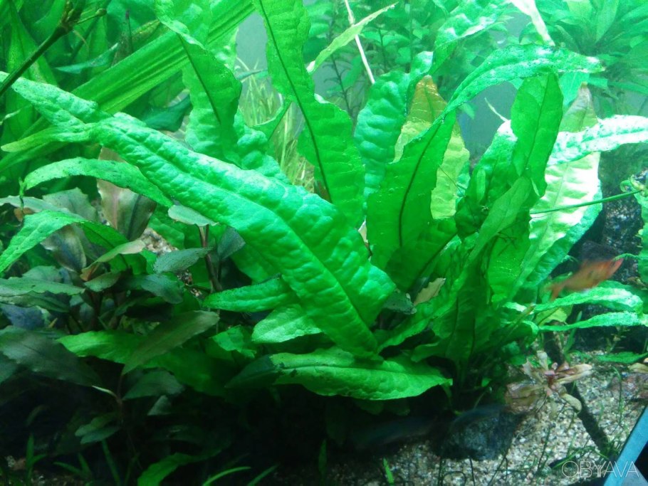 Таиландский папоротник (Microsorium Pteropus)