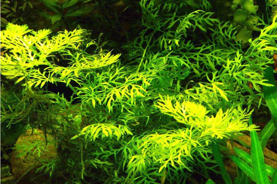 Папоротник винделов (Microsorum «Windelov»)