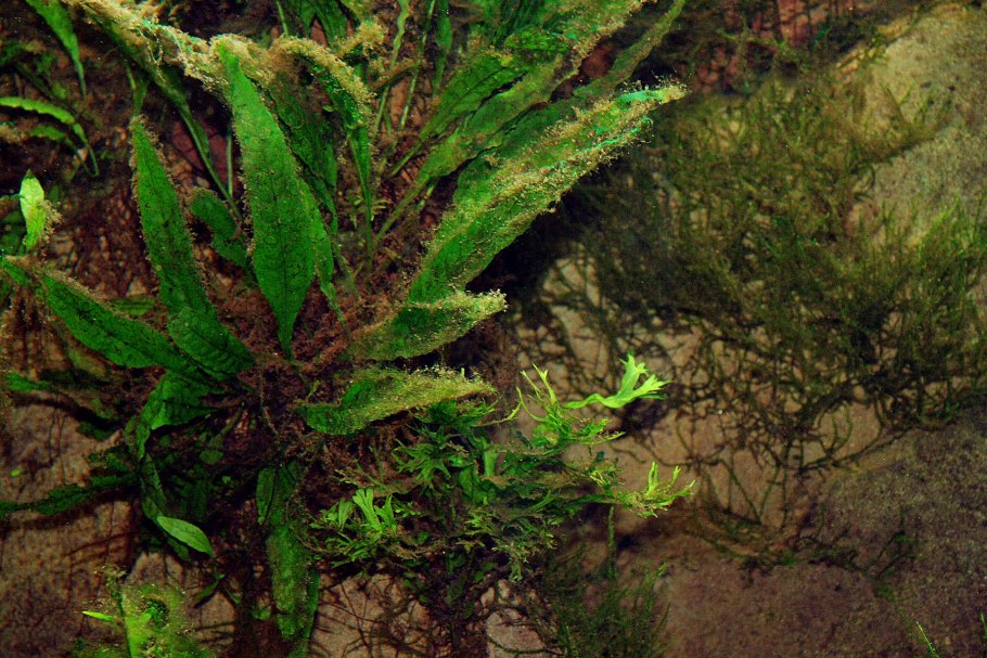 Moss SP. Giant Soufh America