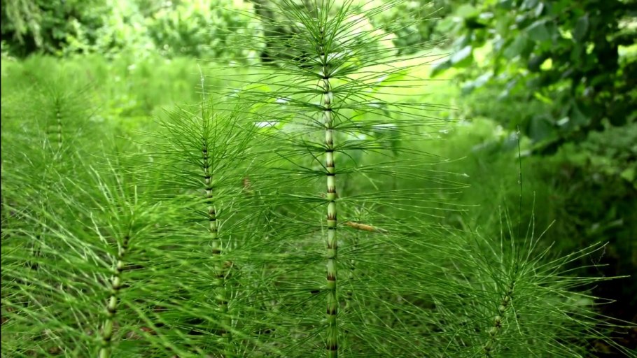 Хвощ полевой (Equisetum arvense)