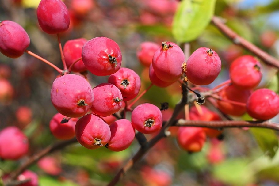 Колючки боярышника дикой яблони груши