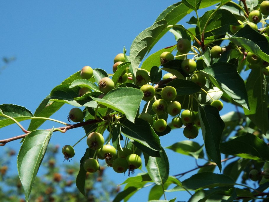 Плод яблони