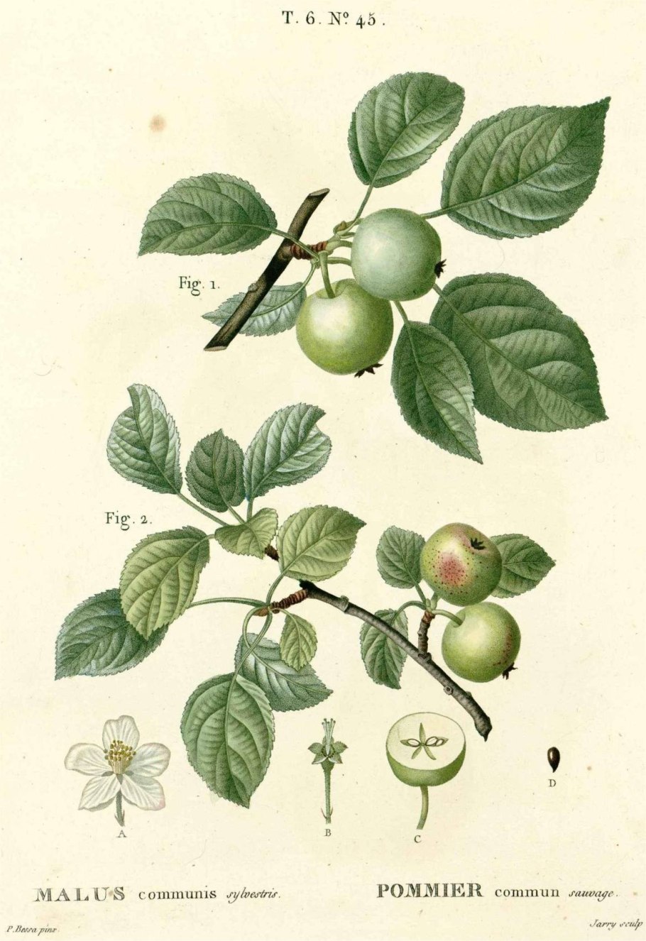 Яблоня малая