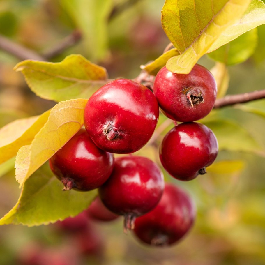 Японские яблоки