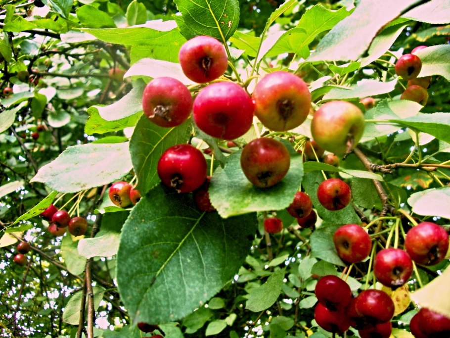 Маленькие яблоки