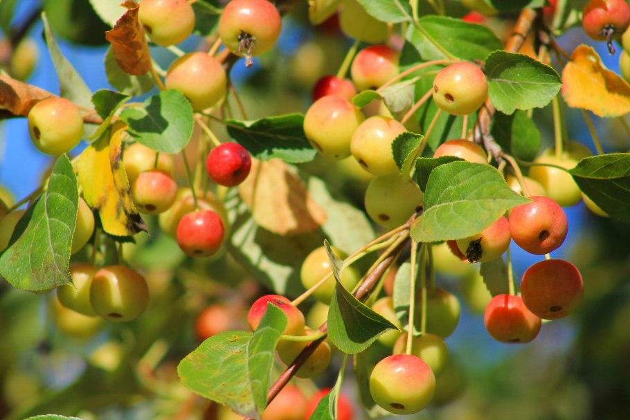 Груша молодые плоды