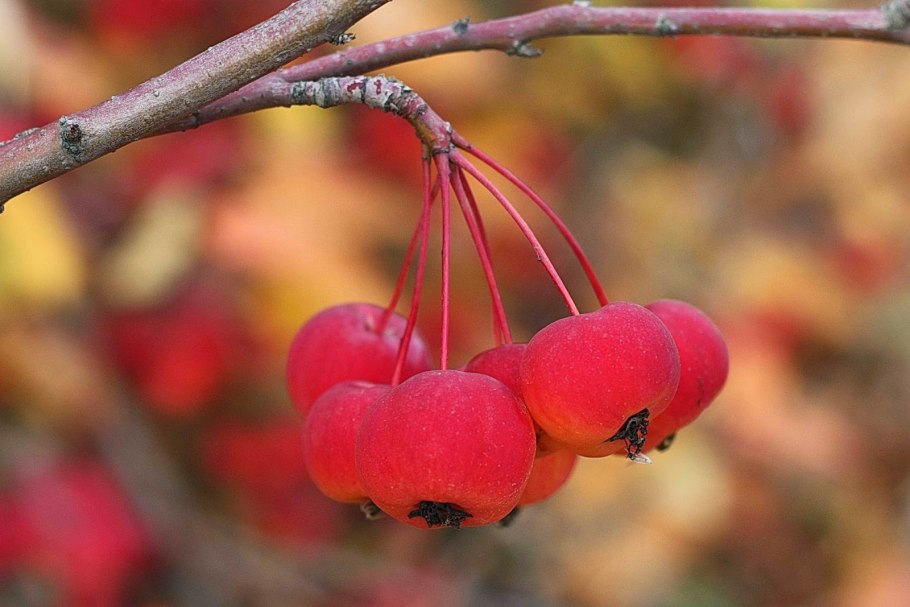 Яблоня Малиновка