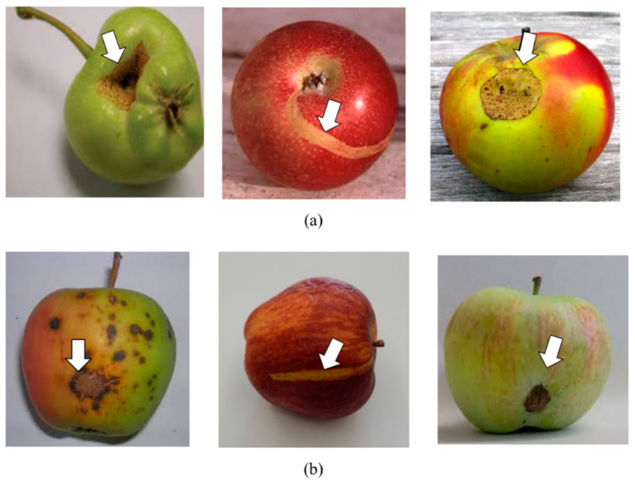 Подкожная пятнистость яблок