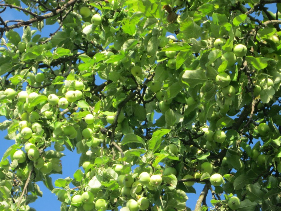 Яблоня Лесная цветение