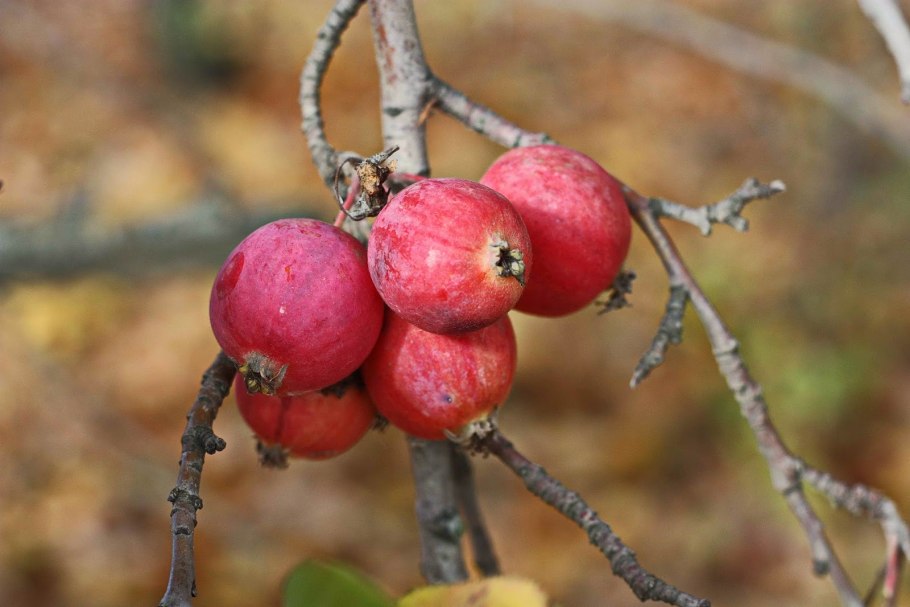 Яблоня Ранетка Лалетино дерево
