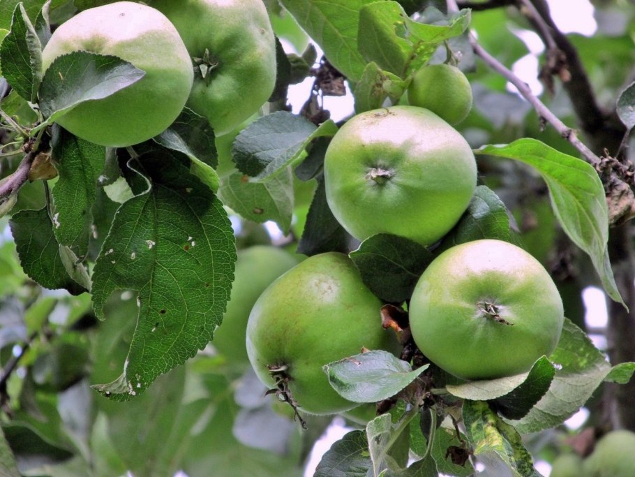 Яблоня одомашнивание Дикая