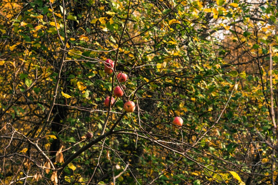 Культурные сорта дикой яблони