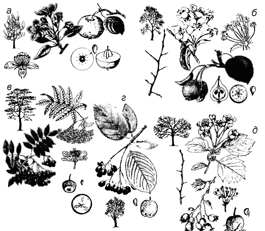 Арония черноплодная гербарий