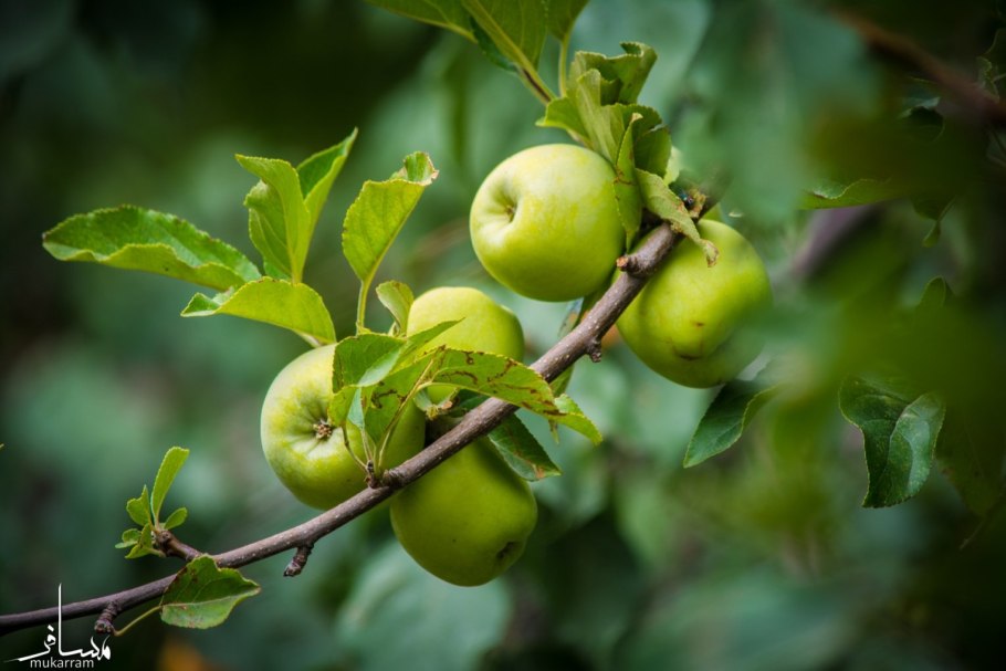 Malus Sylvestris Ботанический рисунок