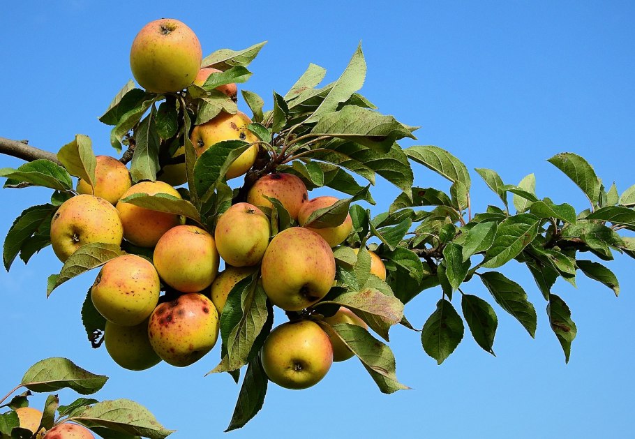 Яблоня Сиверса Malus sieversii