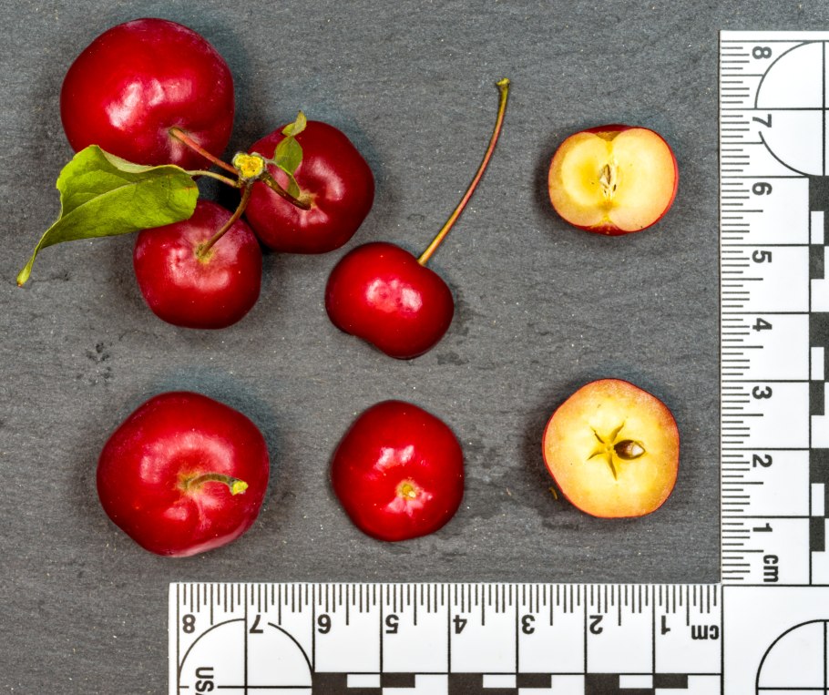 Зеленые яблоки на дереве