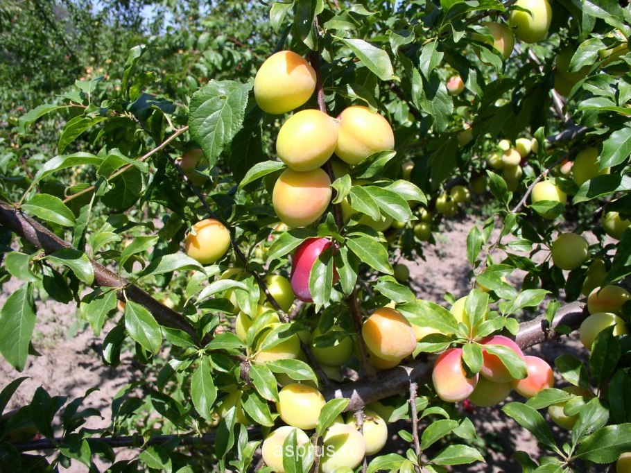 Цветение яблони картинки