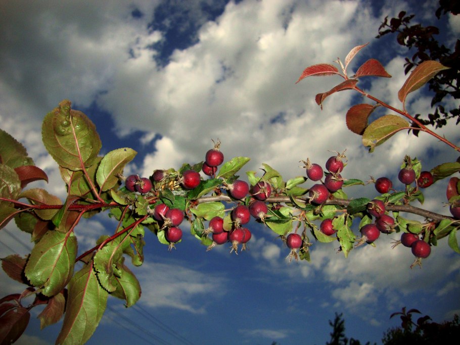 Райские яблочки дерево