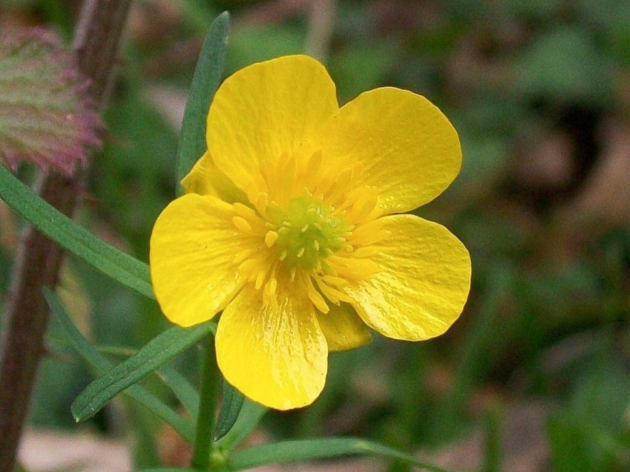 Лютик с крупными прикорневыми листьями