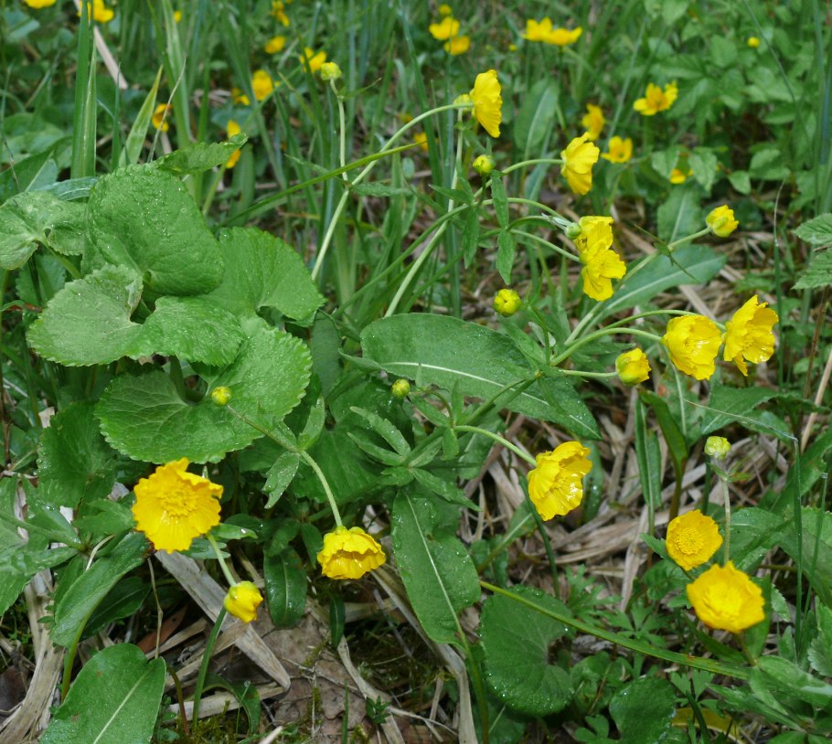 Лютик кавказский