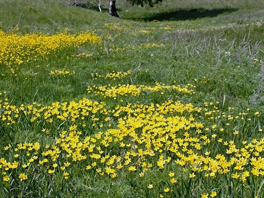 Лютик Серпорогий