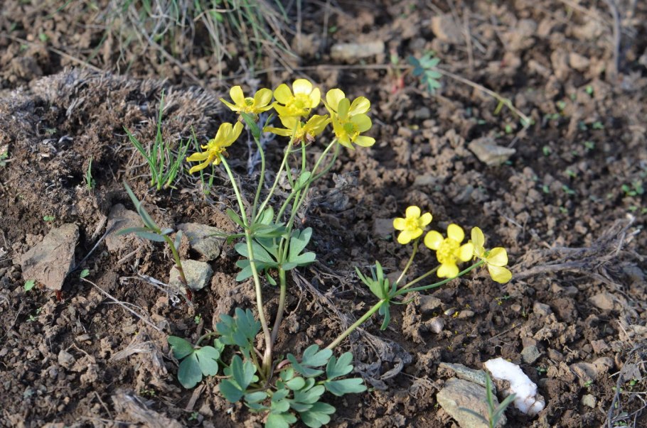 Ветреница лютиковая