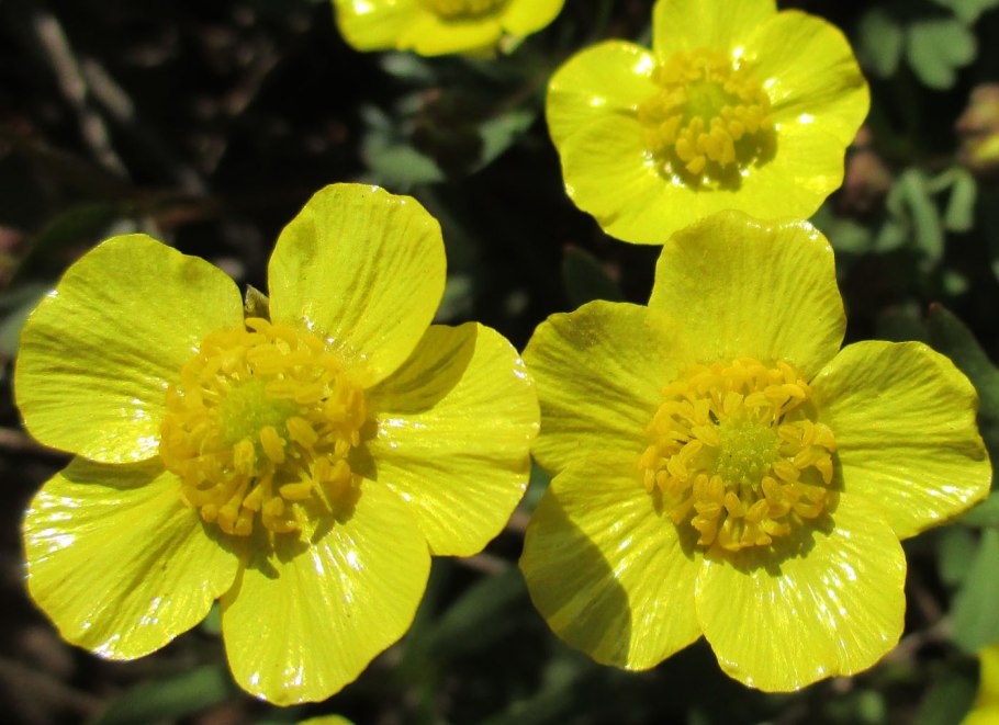Trollius altaicus