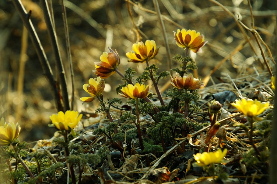 Лютик многолистный (Ranunculus polyphyllus)