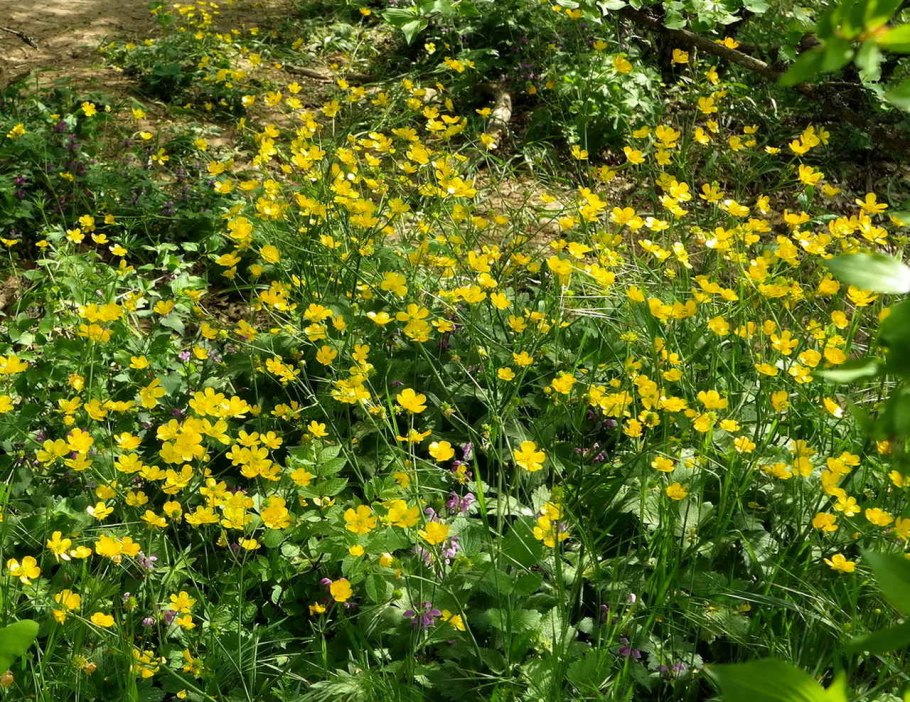 Длинноножковый весенник