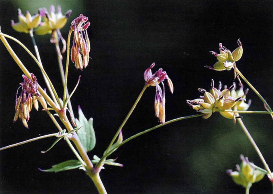 Лютик ползучий систематика
