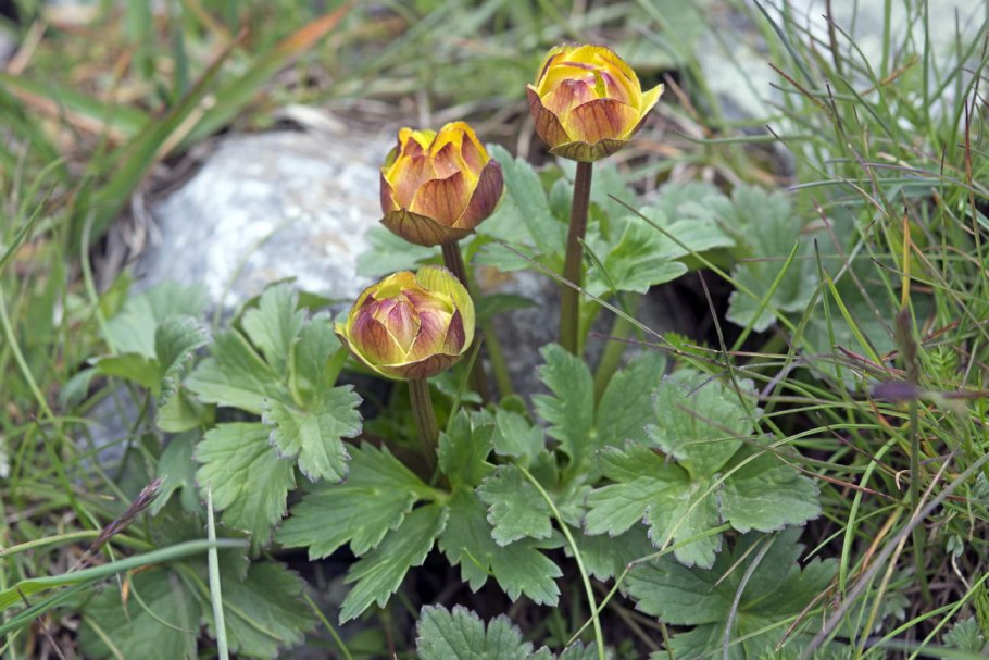 Ranunculus polyrhizos.