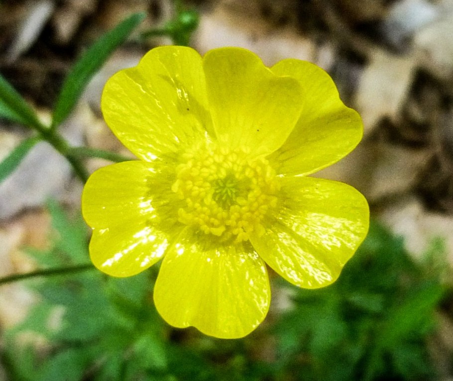 Лютик ядовитый sceleratus