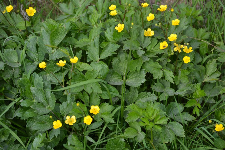 Ranunculus oreophilus