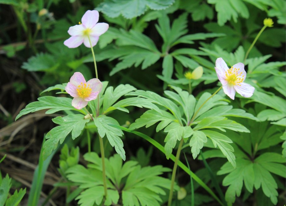 Trollius europaeus
