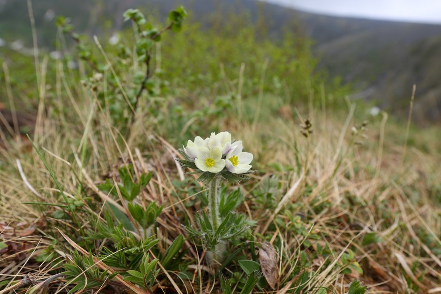 Pulsatilla turczaninovii прострел Турчанинова